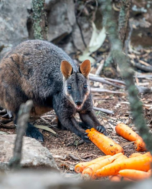 Πετούν από ελικόπτερα καρότα και πατάτες στα ζώα που λιμοκτονούν στην Αυστραλία