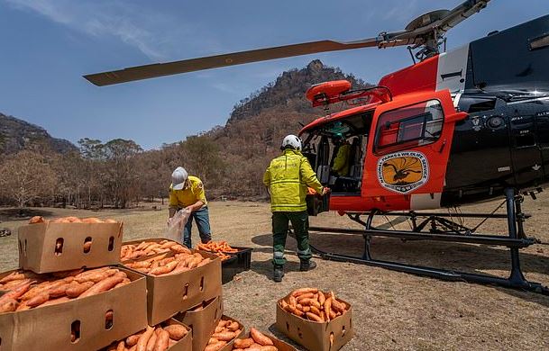Πετούν από ελικόπτερα καρότα και πατάτες στα ζώα που λιμοκτονούν στην Αυστραλία