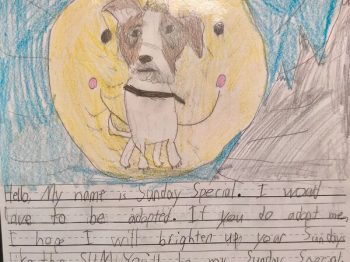 Παιδιά έγραψαν σημειώματα για σκύλους που ήταν στα «αζήτητα» καταφυγίου- Και είχε αποτέλεσμα