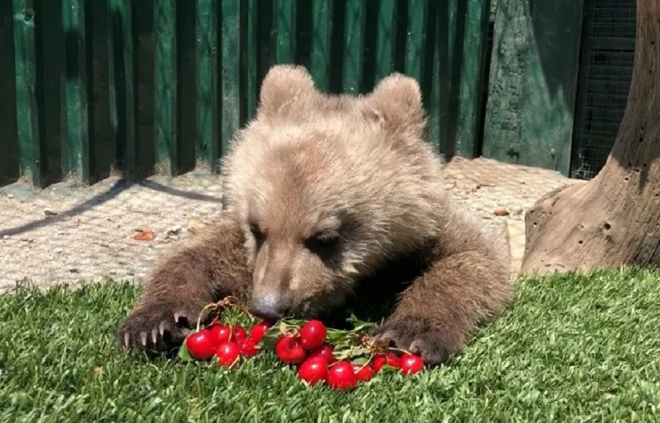Ο Αρκτούρος πόσταρε βίντεο με το ορφανό αρκουδάκι, να τρώει κεράσια και όλοι λιώσαμε...
