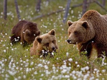 Οι αρκούδες της Τζένι Χίμπερτ: Μια προγιαγιά γυρίζει τον κόσμο και φωτογραφίζει την ομορφιά της άγριας φύσης
