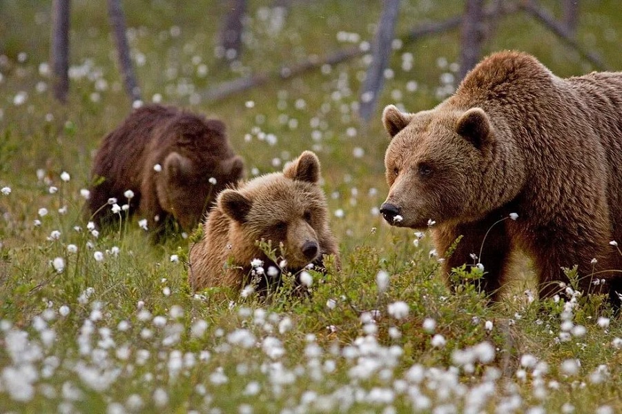 Οι αρκούδες της Τζένι Χίμπερτ: Μια προγιαγιά γυρίζει τον κόσμο και φωτογραφίζει την ομορφιά της άγριας φύσης