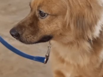 «Μιλάγκρος»: Ο σκύλος που επέζησε 40 ημέρες μέσα σε κοντέινερ, διασχίζοντας τον Ατλαντικό