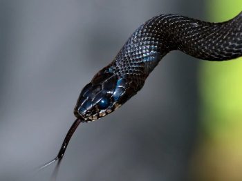 Φωλιά με φίδια μέσα σε νηπιαγωγείο στον Λαγκαδά