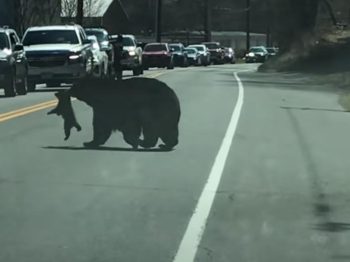 Η «Οδύσσεια» μιας μαμάς αρκούδας να περάσει τα παιδιά της από τον δρόμο