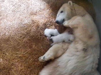 Πολική αρκούδα γέννησε δίδυμα στον ζωολογικό κήπο του Τολέδο