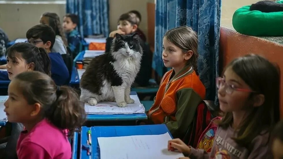 «Σχολείο με Πατούσες»: Το δημοτικό που φιλοξενεί περισσότερες γάτες από μαθητές