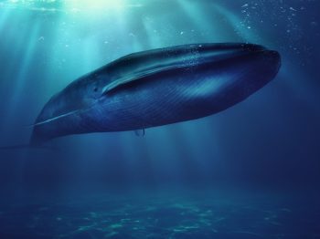 «Blue Whales: Return of the Giants»: Ένα ντοκιμαντέρ για την επιστροφή των μπλε φαλαινών