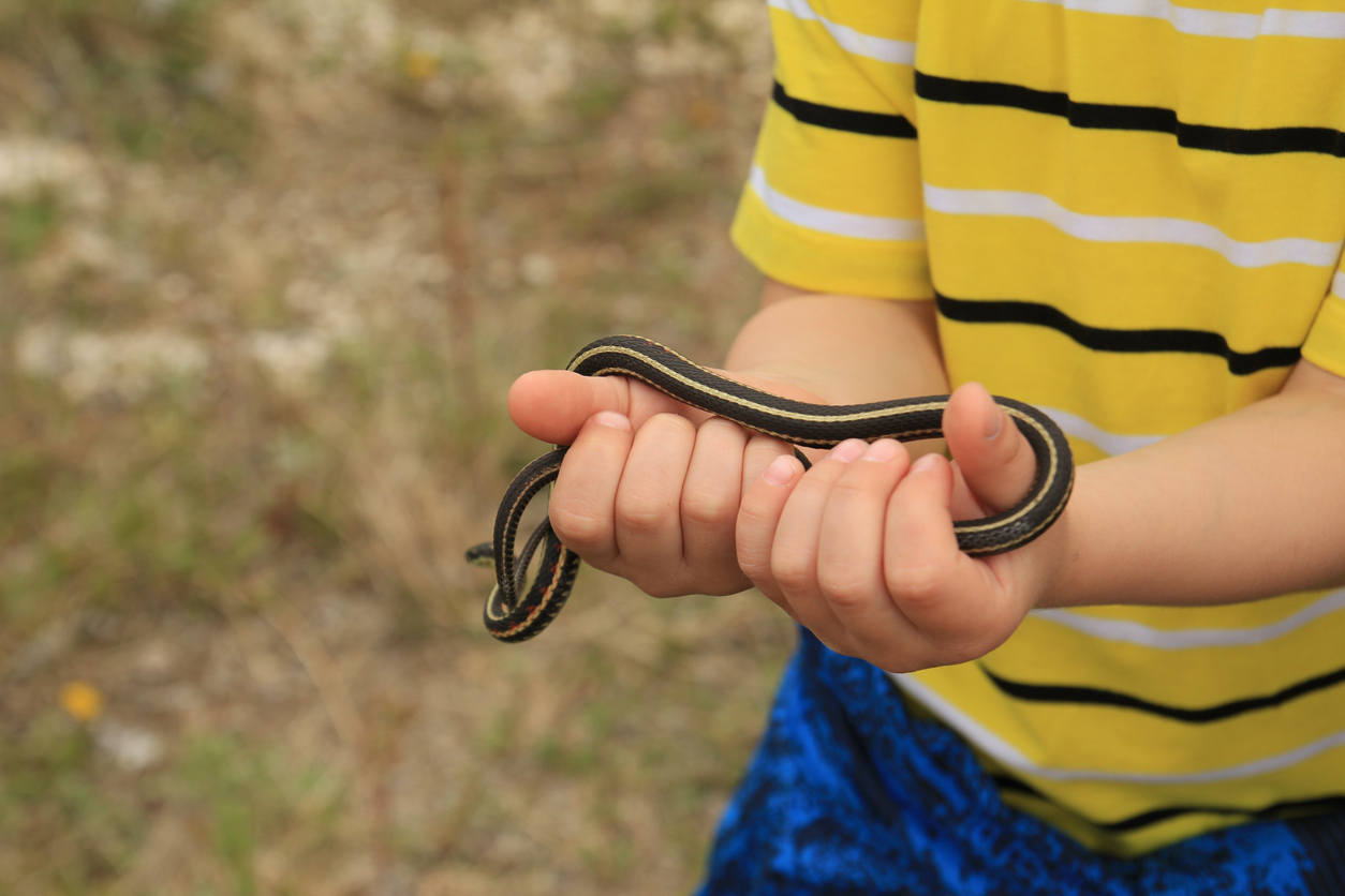 Φίδι δάγκωσε παιδί 3,5 ετών στα Τρίκαλα- Τι κάνουμε και τι δεν πρέπει να κάνουμε αν μας δαγκώσει φίδι;