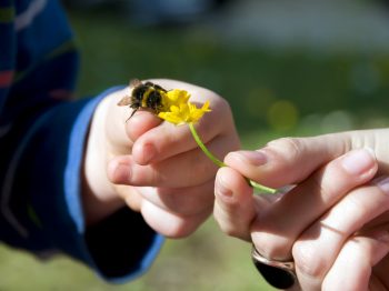 Μιλάμε στα παιδιά για τις μέλισσες: Γιατί είναι τόσο σημαντικές για την ανθρωπότητα και την επιβίωσή της;