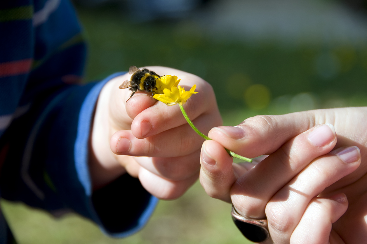 Μιλάμε στα παιδιά για τις μέλισσες: Γιατί είναι τόσο σημαντικές για την ανθρωπότητα και την επιβίωσή της;