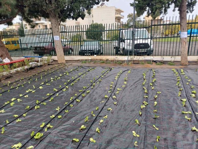 Μαθητές και γονείς του 4ου δημοτικού σχολείου Πυλαίας καλλιεργούν έναν από τους μεγαλύτερους σχολικούς αρωματολαχανόκηπους στη χώρα