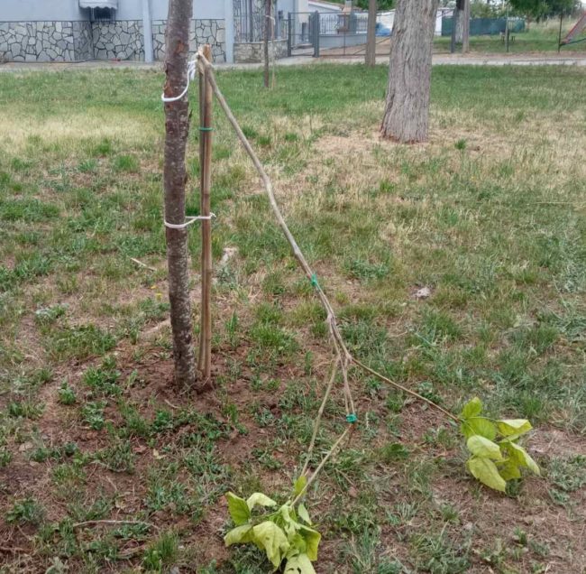Θεσσαλονίκη: Άγνωστοι κατέστρεψαν δέντρα που φύτεψαν μαθητές και αστυνομικοί για τα θύματα των Τεμπών